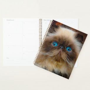 Agenda Bebês Mais Pobres Gato de Himalaia