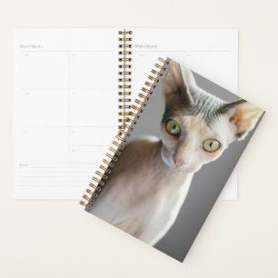 Agenda Bebês Mais Pobres Gato esfingx