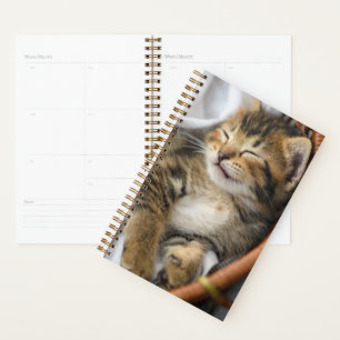 Agenda Bebês Mais Pobres Gato-Gato-Gato