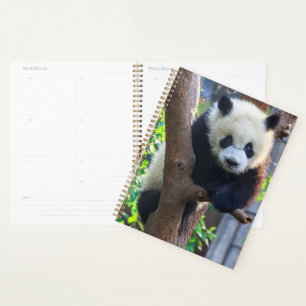 Agenda Bebês Mais Pobres Giant Panda Cub