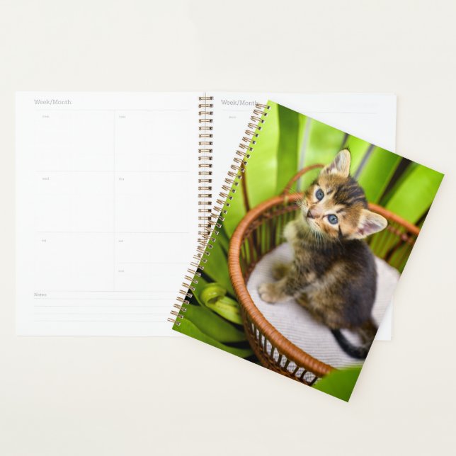 Agenda Bebês Mais Pobres | Kitten no cesto (Exibição)