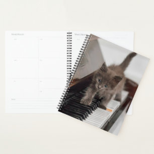 Agenda Bebês Mais Pobres Kitten on Piano