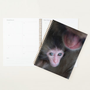 Agenda Bebês Mais Pobres Macaco Baby Macaque e Mãe