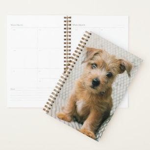 Agenda Bebês Mais Pobres Norfolk Terrier Puppy