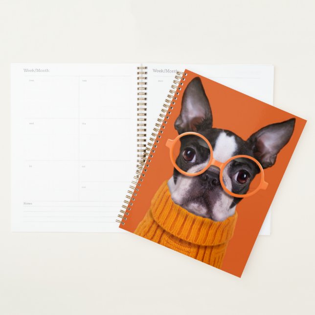 Agenda Bebês Mais Pobres | Orange Boston Terrier (Exibição)