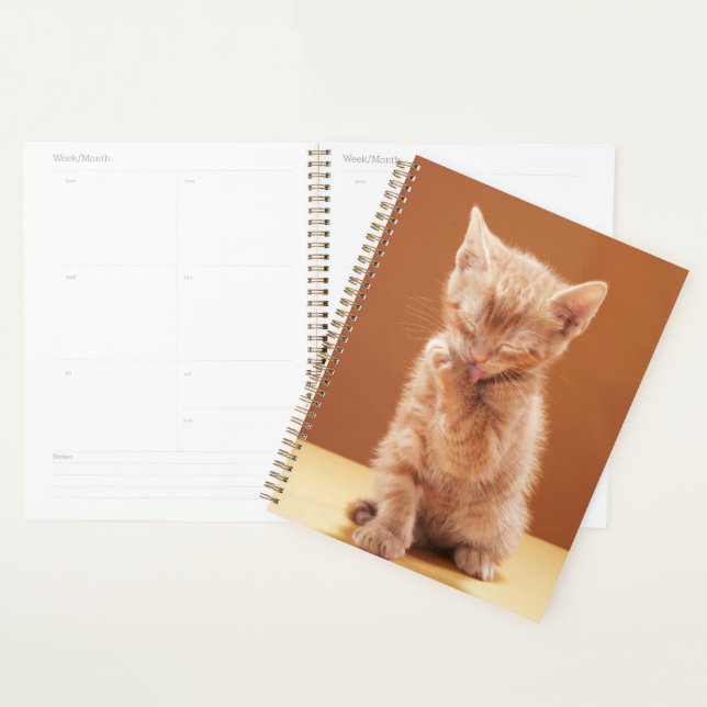 Agenda Bebês Mais Pobres | Orange Tabby Kitten (Exibição)