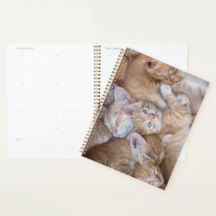 Agenda Bebês Mais Pobres Película De Gato Laranja