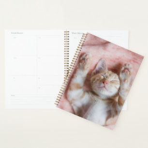 Agenda Bebês Mais Pobres Pequeno Gato De Laranja