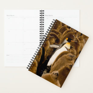 Agenda Bebês Mais Pobres Pinguim Entre Jovens