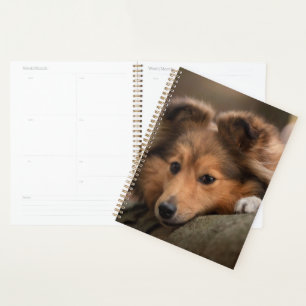 Agenda Bebês Mais Pobres Shetland Sheepdog Puppy