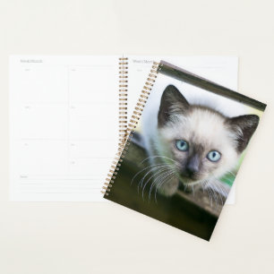 Agenda Bebês Mais Pobres Siamese Kitten