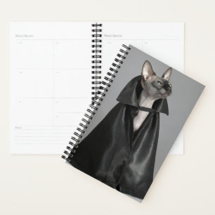 Agenda Bebês Mais Pobres   Sphynx Hairless Cat
