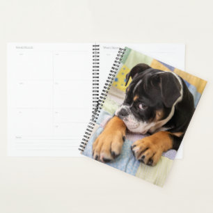 Agenda Bebês Mais Pobres Tímido Bulldog Inglês