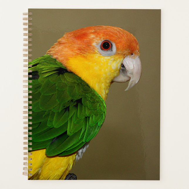 Agenda Belo Papagaio Branco Caique Posicionando (Frente)