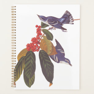 Agenda Berries Ceruleanos da Audubon com Bear Berries