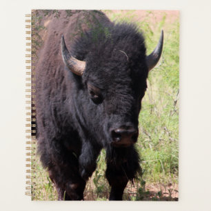 Agenda Bison Close Up