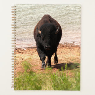 Agenda Bison na Água