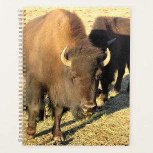 Agenda Bison no Colorado