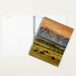 Agenda Bison no Sunrise