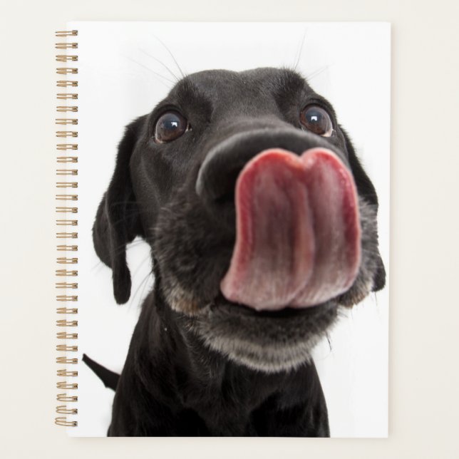 Agenda Black Labrador A Banhar O Nariz (Frente)