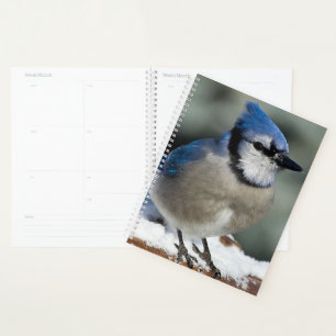 Agenda Blue Jay