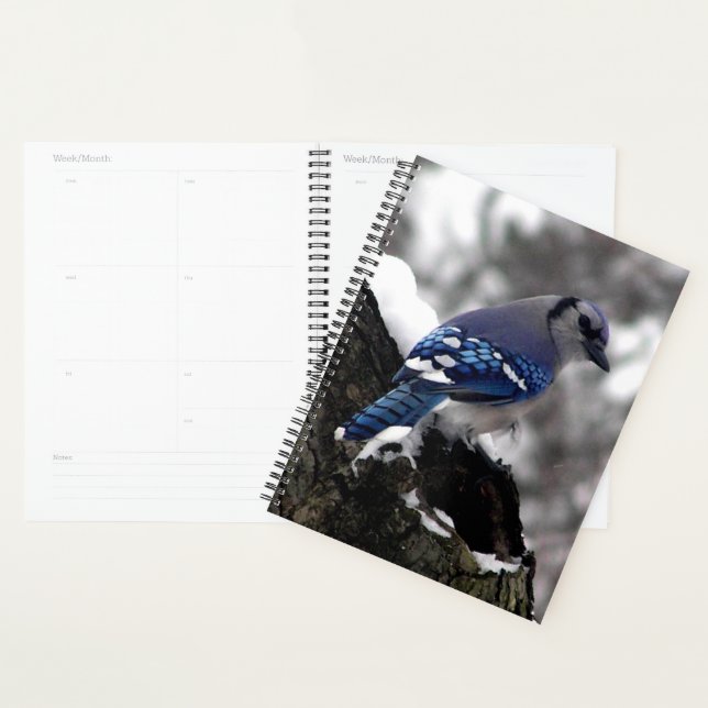 Agenda Blue Jay de inverno (Exibição)