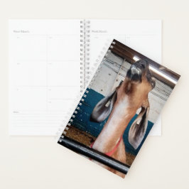 Agenda Boa aparência