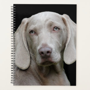 Agenda Bonito Cão Caçador de Weimaraner