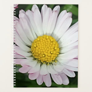 Agenda Bonito margarida