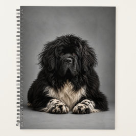 Agenda Cabelo Selvagem de Newf, Não Me Importo