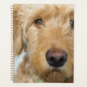 Agenda Cachorro de Goldendoodle