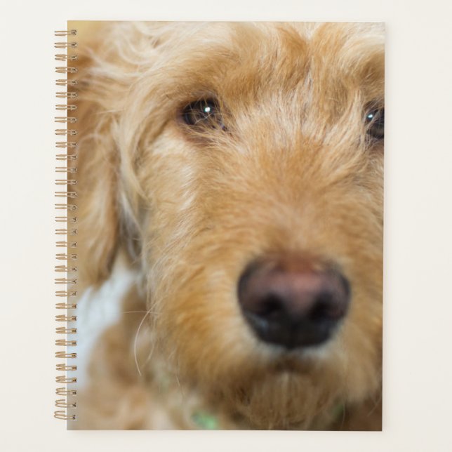 Agenda Cachorro de Goldendoodle (Frente)