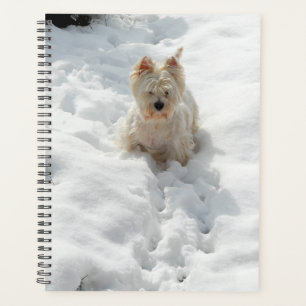 Agenda Cachorro Gelado no Planador de Neve