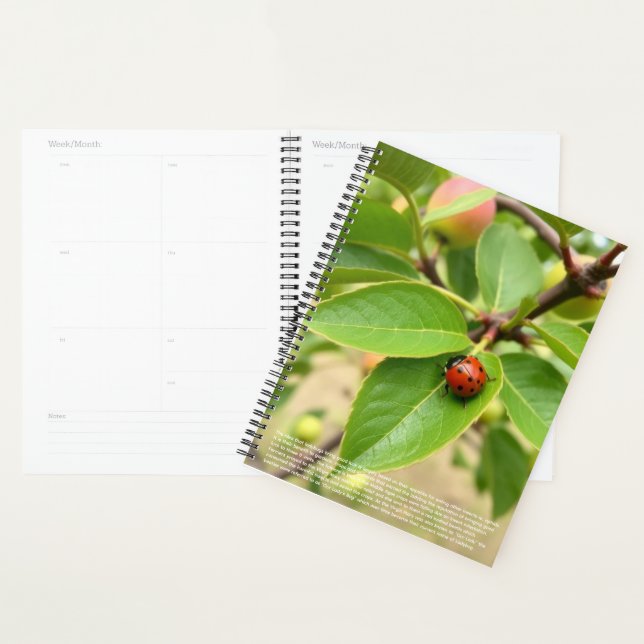 Agenda Calendário da Bela Joaninha (Exibição)