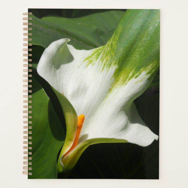 Agenda Calla Lily, Zantedeschia (Frente)