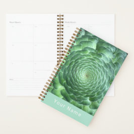 Agenda Calm Green Succult Plant