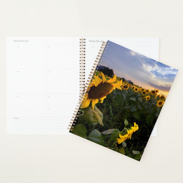 Agenda Campo de Sunflower Blooming (Exibição)