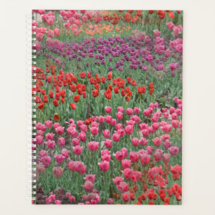 Agenda Campo De Tulipas