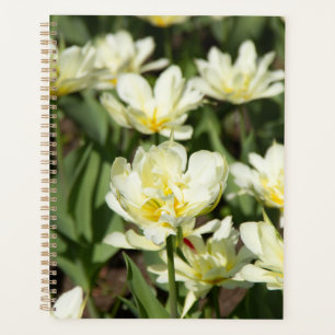 Agenda Campo de tulipas brancas Foto