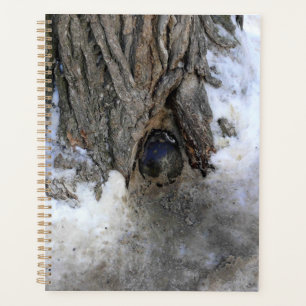 Agenda Cannonball Tree, Cidade Velha do Quebec, Quebec, C