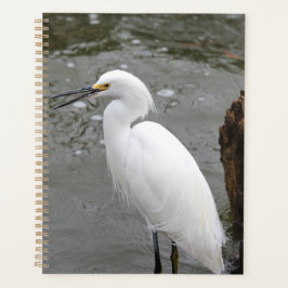 Agenda Cantando Snowy Egret