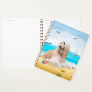 Agenda Cão Afghan Hound na Praia