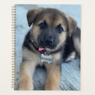 Agenda Cãozinho Athena