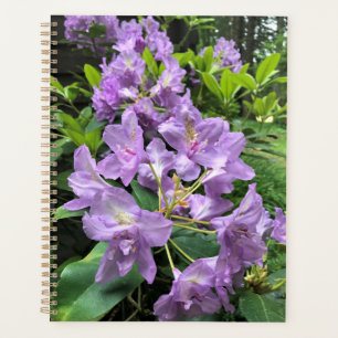 Agenda Catawbiense Boursault Rhododendrons, Oregon