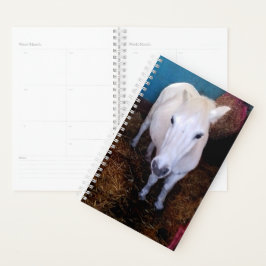 Agenda Cavalo branco