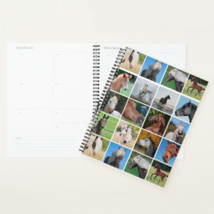 Agenda Cavalos