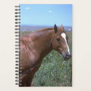 Agenda Cena de Pastagem de Equídeos Foto de Cavalo do Pl