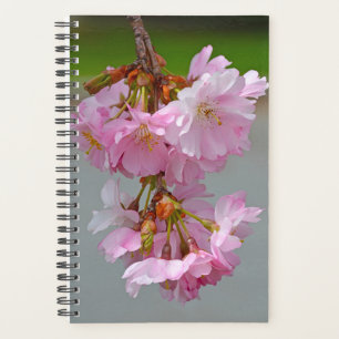 Agenda Cereja rosa floresce