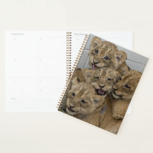 Agenda Cheetah Cubs Brincando
