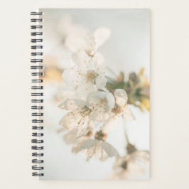 Agenda Cherry Blossom Nature Photo